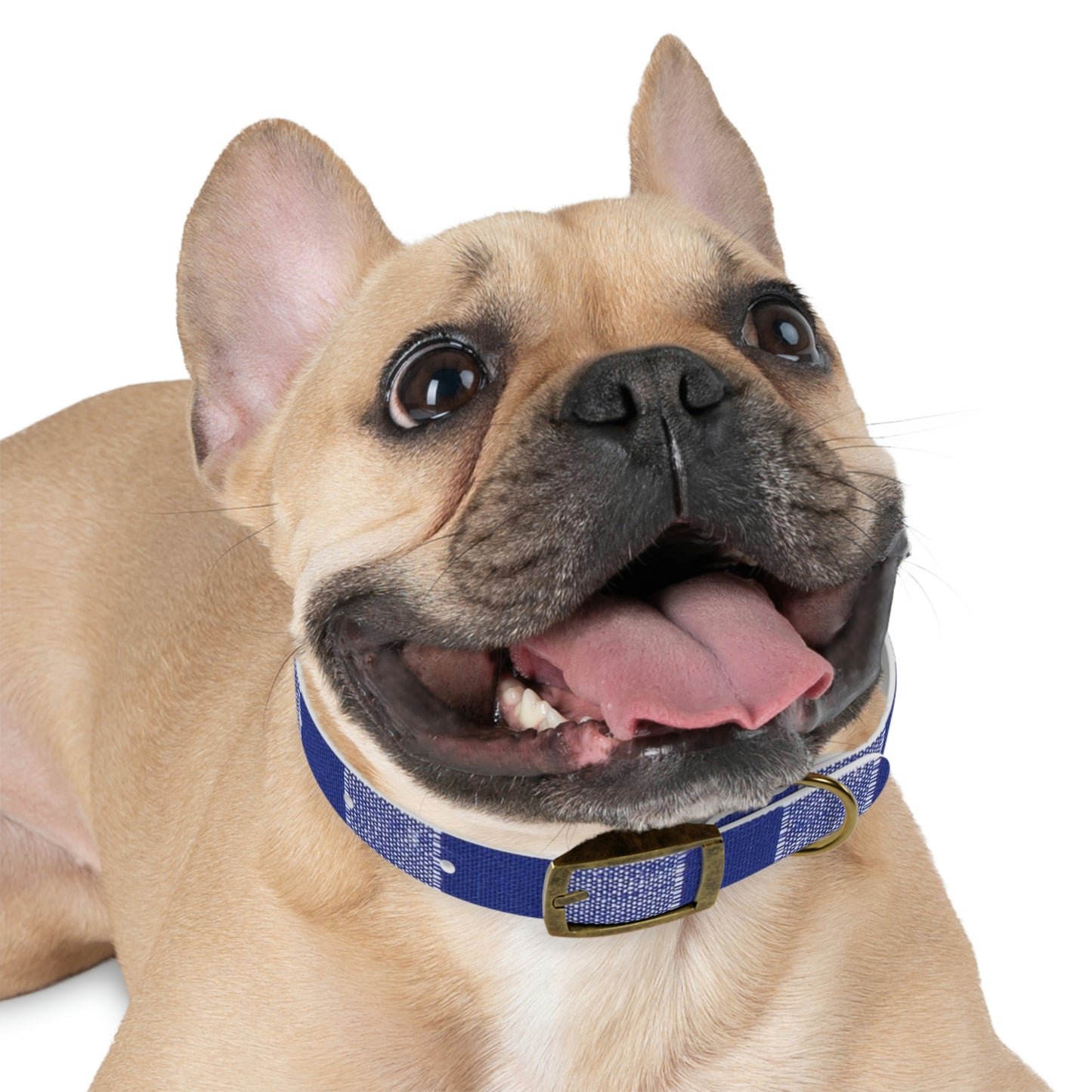 Dog Collar-Blue and White