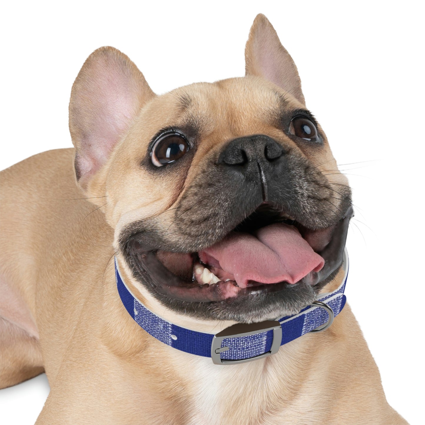 Dog Collar-Blue and White