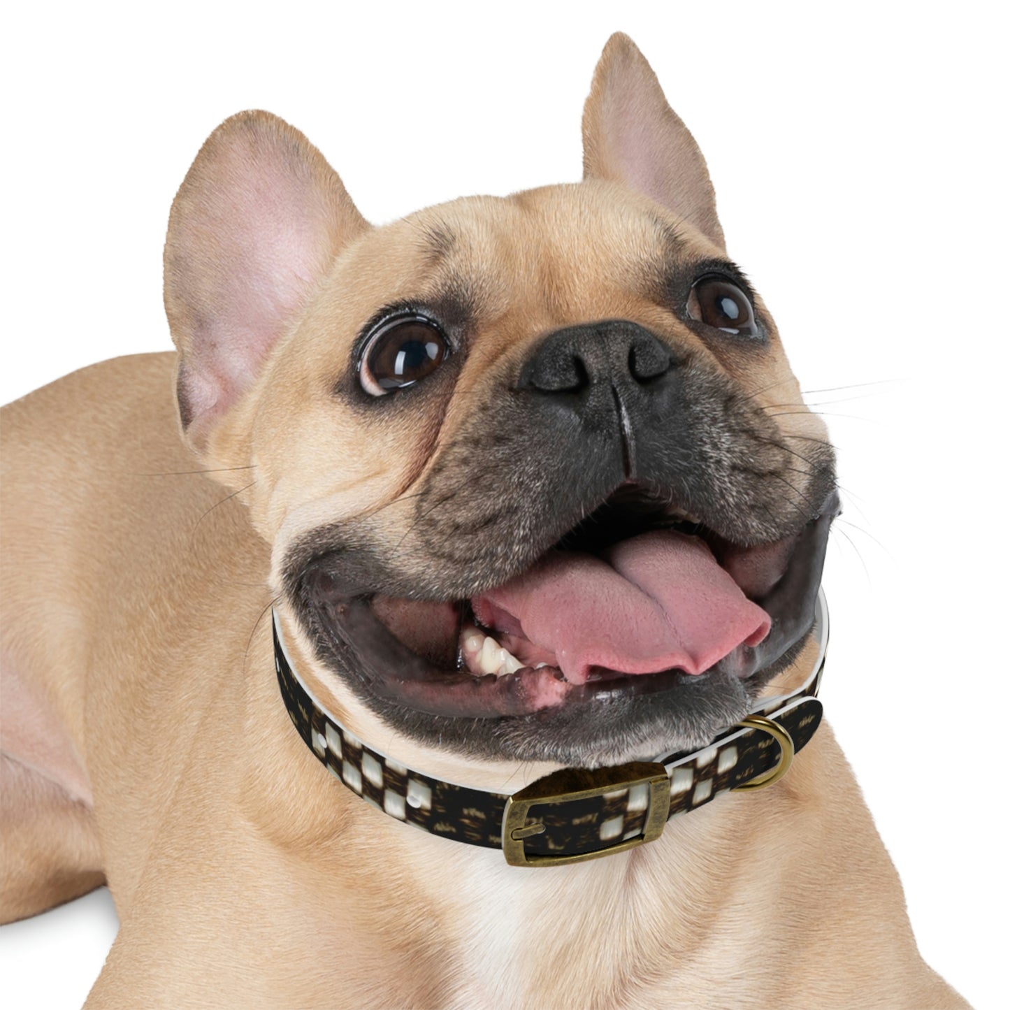Dog Collar-Black and White