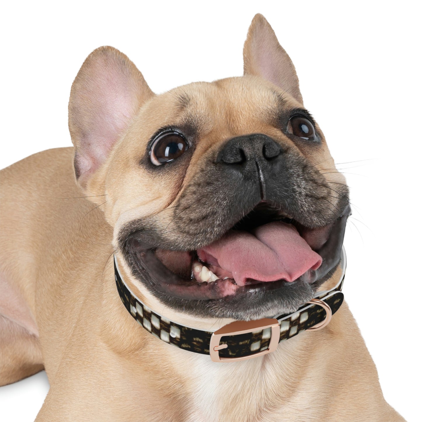 Dog Collar-Black and White