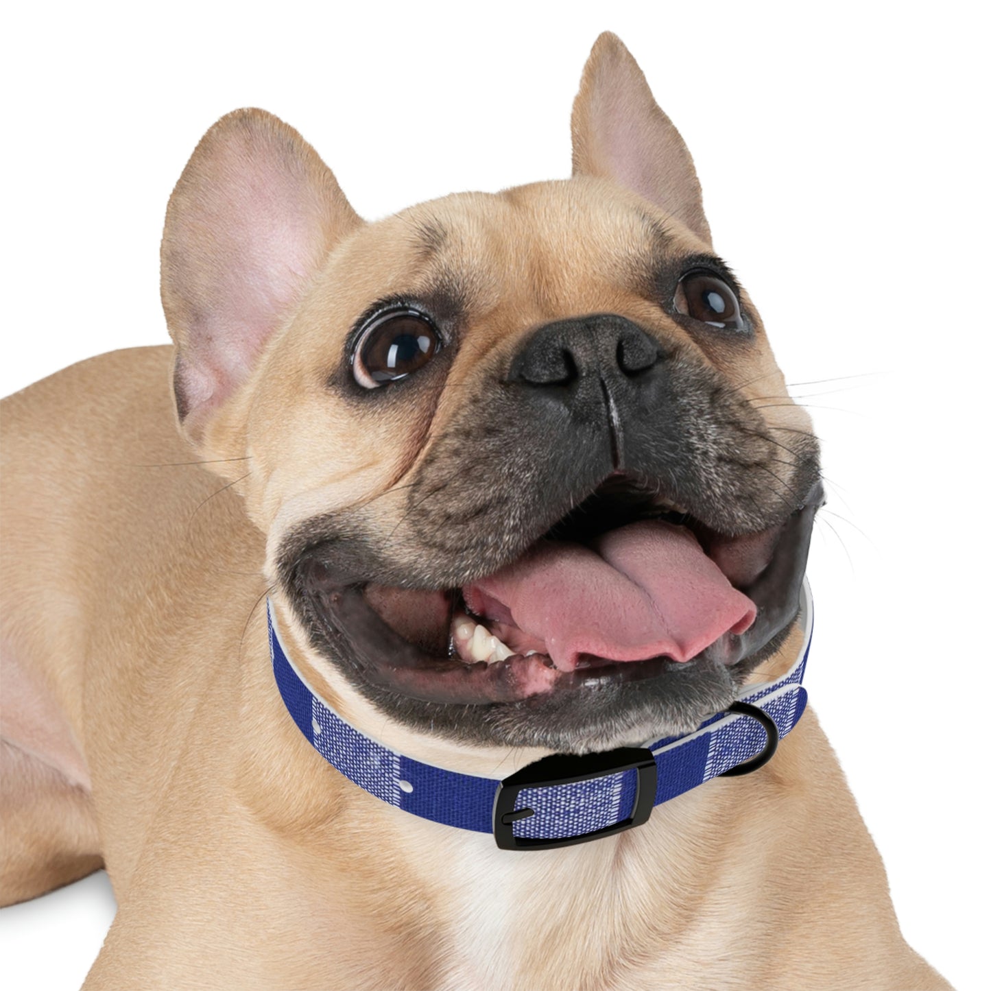 Dog Collar