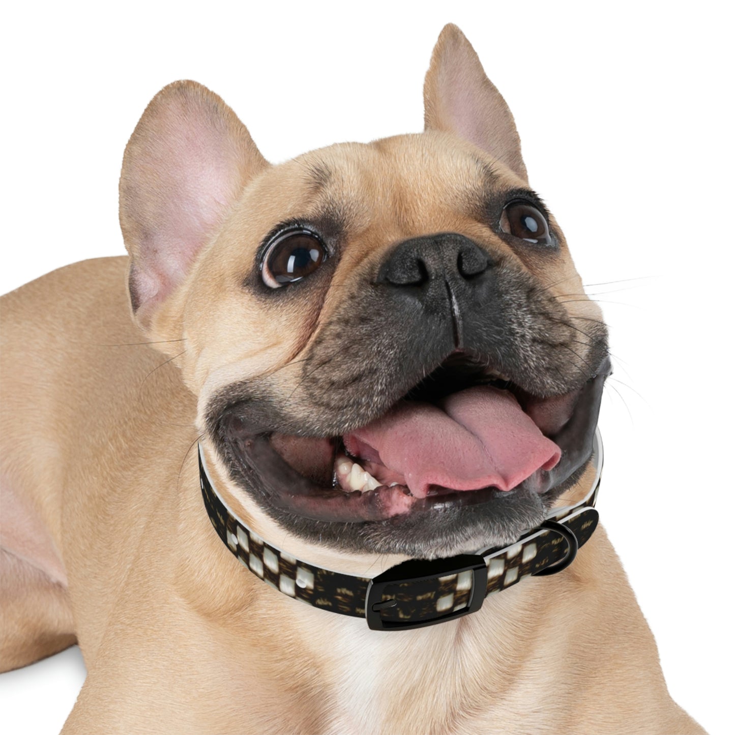 Dog Collar-Black and White