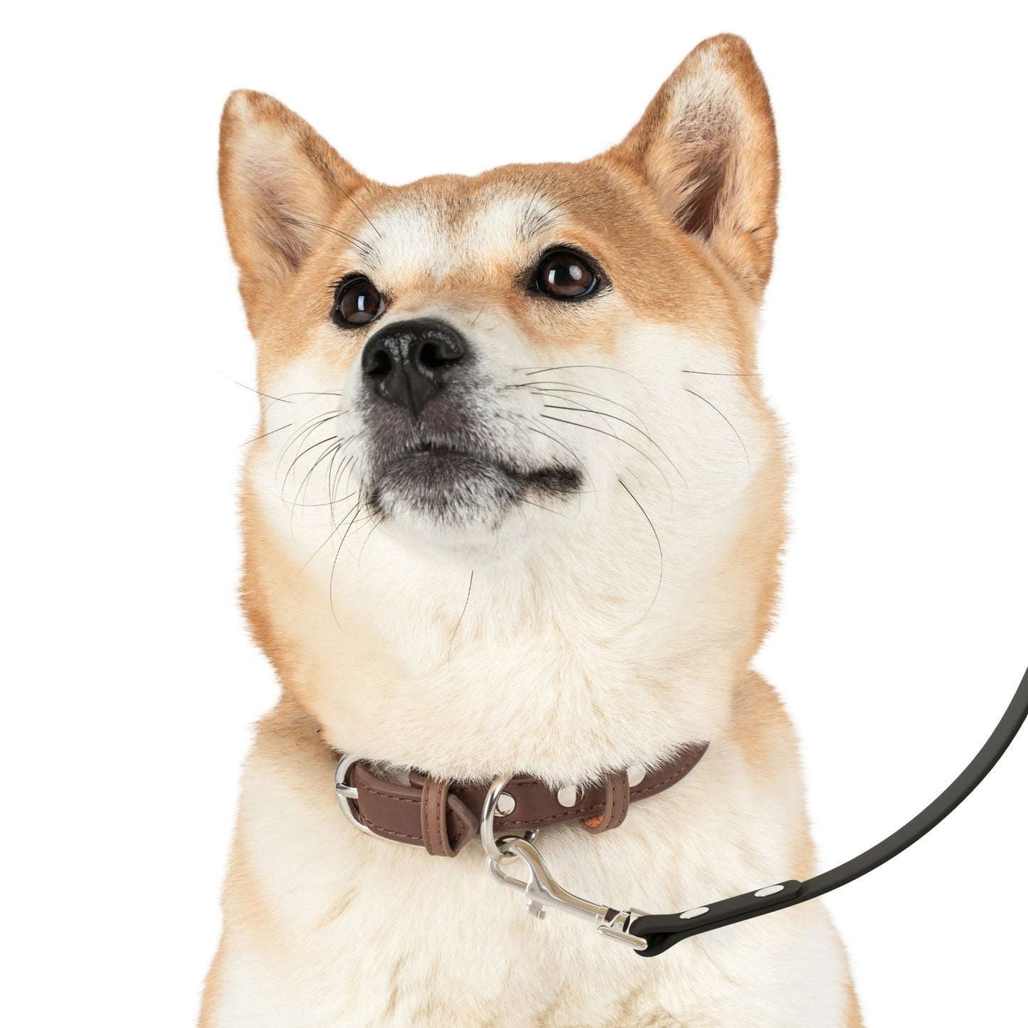Leash-Black and White