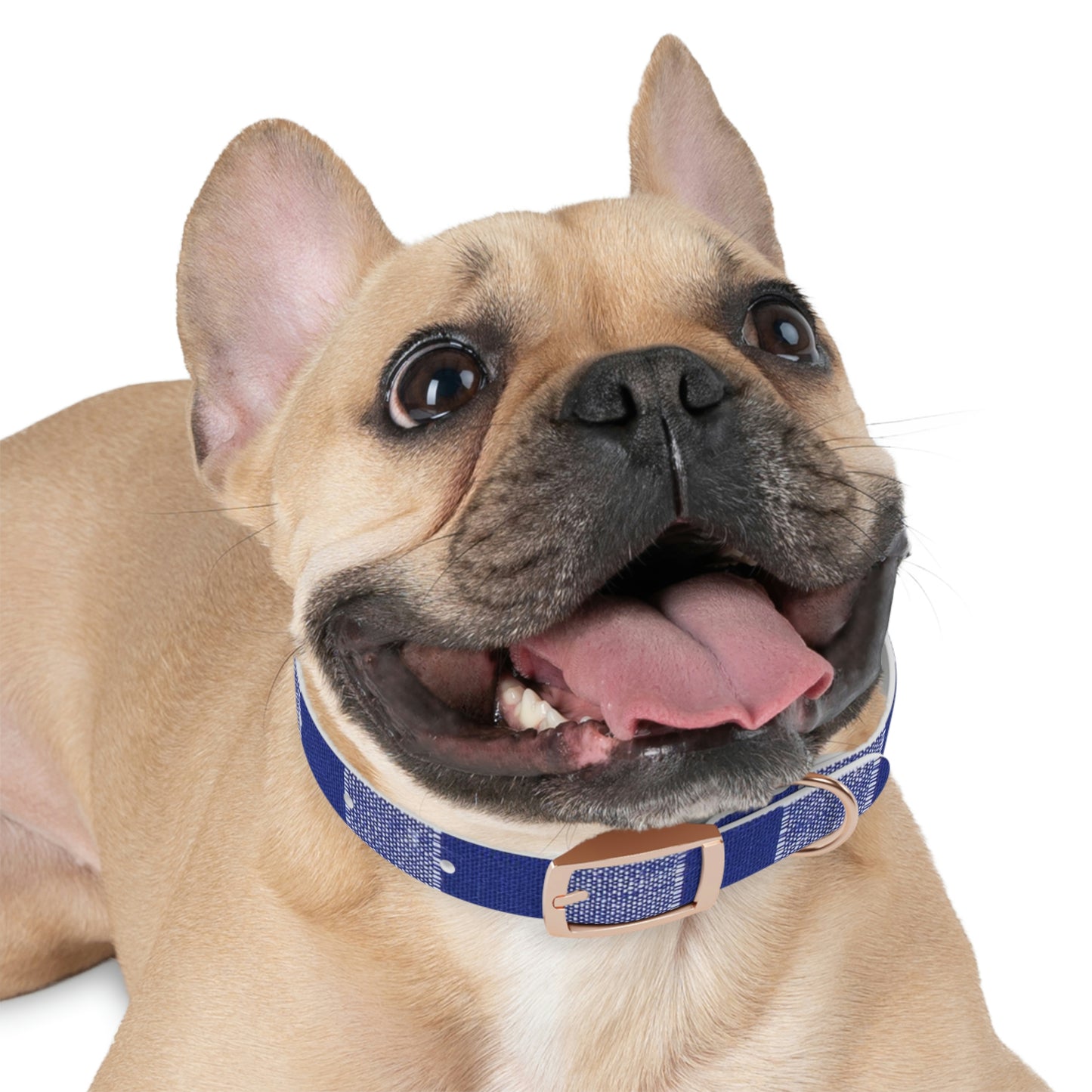 Dog Collar-Blue and White